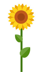 One blooming sunflower vector flat isolated
