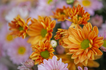 Colorful flowers chrysanthemum for background,Abstract,texture,Soft and Blurred style.postcard.