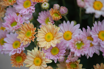 Colorful flowers chrysanthemum for background,Abstract,texture,Soft and Blurred style.postcard.
