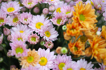 Colorful flowers chrysanthemum for background,Abstract,texture,Soft and Blurred style.postcard.