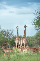 Giraffe in Kruger National park, South Africa
