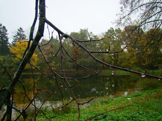 Beautiful rainy autumn view with a pond through the twigs