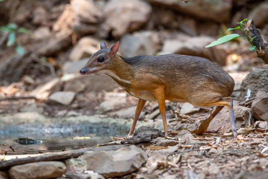 Chevrotain or lesser mouse deer in the forest (Male)