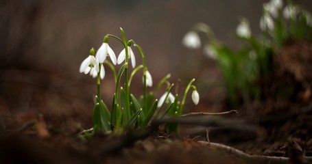Przebiśniegi mroczne