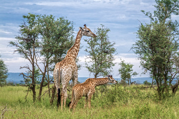 Giraffes mother and baby in Kruger National park, South Africa ; Specie Giraffa camelopardalis family of Giraffidae