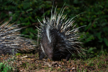 Malayan porcupine in the forest