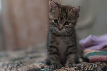 cute brown tabby kitten sitting on blanket on blurred background at home