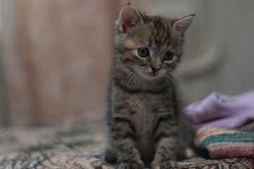 cute tabby kitten sitting on blanket on blurred background at home