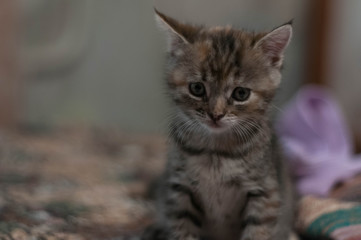 Naklejka na ściany i meble cute tabby kitten sitting on blanket on blurred background at home