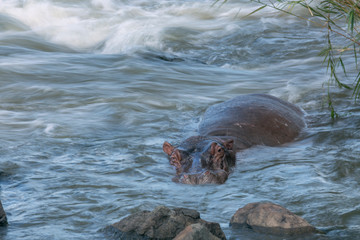 Hippopotamus in torrent river in Kruger National park, South Africa ; Specie Hippopotamus amphibius...