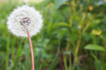 Ripened dandelion. Candid.