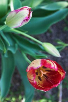 Tulip blooming. Candid.