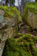 Wald mit Felsen voller Moos