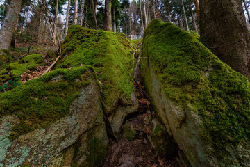 Wald mit Felsen voller Moos