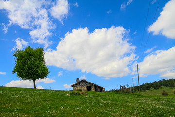 The awakening of nature with the advent of spring. Lush greenery and wildflowers.