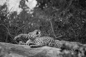 Leopard lying down on rock in black and white ,  in Kruger National park, South Africa ; Specie Panthera pardus family of Felidae