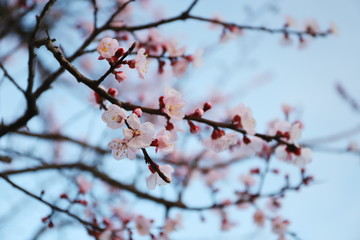 日本の春に咲く梅の花