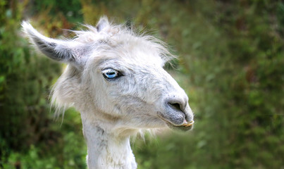 funny alpaca face, llama head portrait © wWeiss Lichtspiele