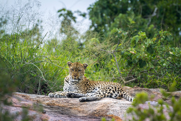 Leopard lying down on rock in Kruger National park, South Africa ; Specie Panthera pardus family of Felidae