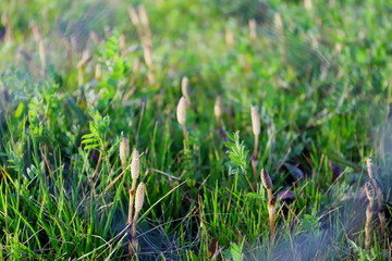 日本の春　河川敷に咲く土筆（ツクシ）