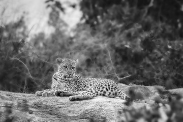 Leopard lying down on rock in black and white ,  in Kruger National park, South Africa ; Specie...