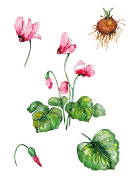 Cyclamen plant set. Botanical presentation of medicinal herb pink cyclamen with buds, flowers, leafs and tuber root. Watercolor drawing isolated on white.