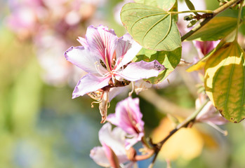 Floración de árbol urbano en el inicio de la primavera