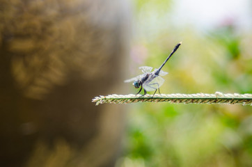 blue dargonfly on grass show up tail