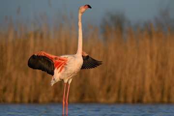 Flamingo drying wings