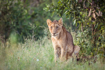 Young African lion sitting in Kruger National park, South Africa