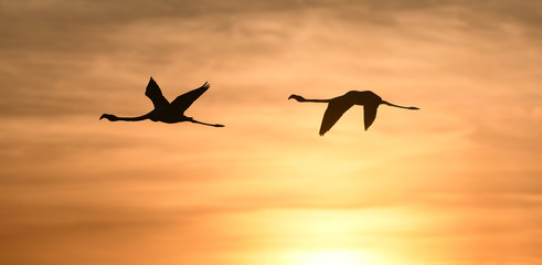 Fototapeta na wymiar Flamingos flying at sunset