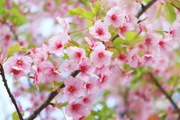 Obraz na płótnie Canvas 日本の春に咲く桃色の河津桜