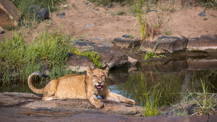 African lion resting along waterhole in Kruger National park, South Africa ; Specie Panthera leo family of Felidae