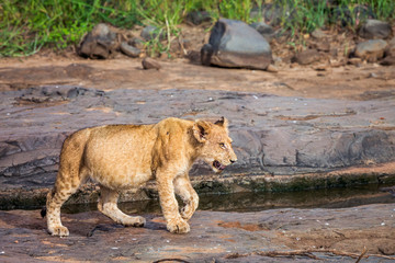 Young African lion walking on rocks in Kruger National park, South Africa ; Specie Panthera leo family of Felidae