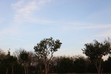 Obraz premium 日本の郊外の町と青空の風景