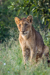 Young African lion sitting in Kruger National park, South Africa
