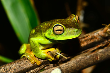 Perereca Verde