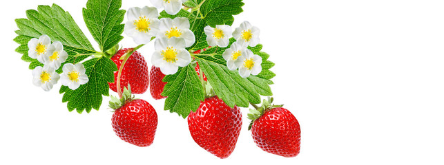 strawberries technologies