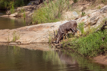 Nyala in Kruger National park, South Africa ; Specie Tragelaphus angasii family of Bovidae