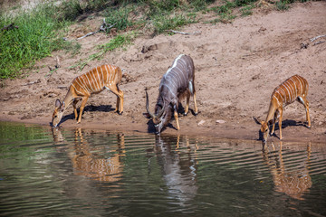 Nyala in Kruger National park, South Africa ; Specie Tragelaphus angasii family of Bovidae