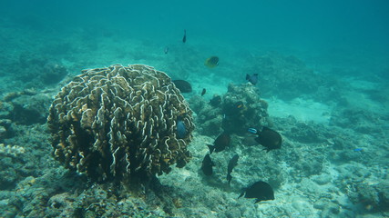 Naklejka na ściany i meble Récif corallien 