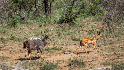 Nyala couple running in Kruger National park, South Africa ; Specie Tragelaphus angasii family of Bovidae