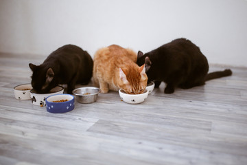 several cats are eaten from bowl on light floor