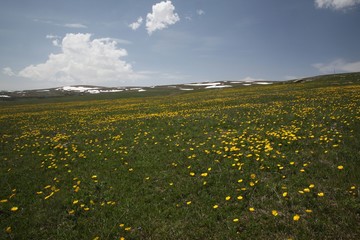 endemic flower varieties.artvin/savsat/turkey