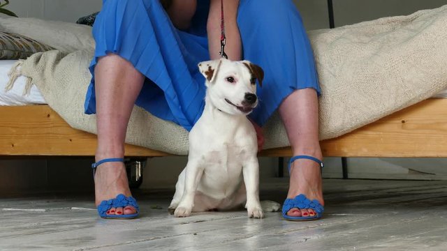 Puppy with the woman's legs
