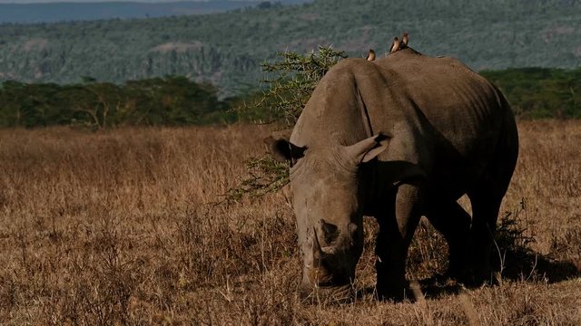 Rhino in Masai Mara park, Kenya