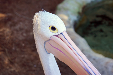 An Australian Pelican water bird with a pink beak