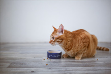 red cat eats from bowl in bright interior