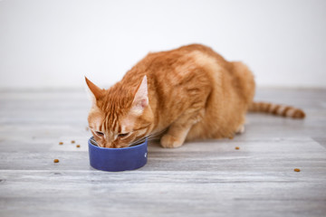 red cat eats from bowl in bright interior