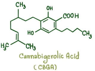 Cannabigerolic acid (CBGA) is formed in the growing cannabis plant when geranyl pyrophosphate combines with olivetolic acid. The resulting molecule is then biosynthesized into THCA, CBDA, and CBCA. 